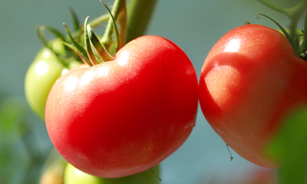 田中農園のトマト