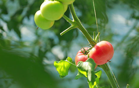 農園トマト