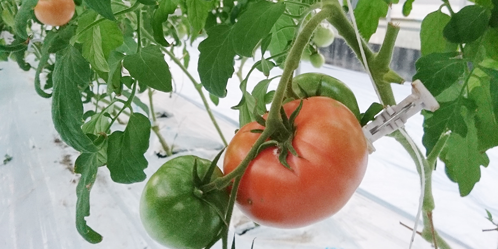 ゴールデン比率トマト